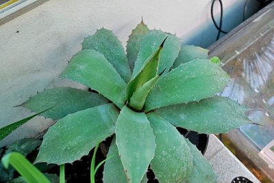 Agave parryi 'Couesii' - agáve Parryi